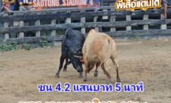 คลิปวัวชนย้อนหลัง ผลการชน ขาวงามยอดวิชาดารานำชัย (น้องเล็ก) VS โหนดกองทัพไทย (สำอาง)