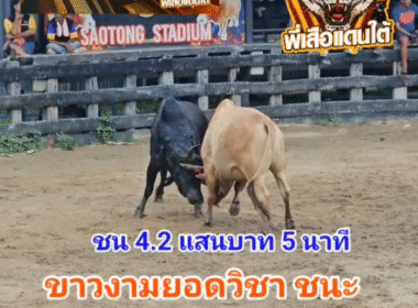 คลิปวัวชนย้อนหลัง ผลการชน ขาวงามยอดวิชาดารานำชัย (น้องเล็ก) VS โหนดกองทัพไทย (สำอาง)