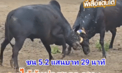 คลิปวัวชนย้อนหลัง ผลการชน โหนดปิ่นเพชรอัศวินยอดมีชัย (ขวานทอง) VS โหนดงามแก้วทับทิม (อ้ายด้นท่าศาลา)