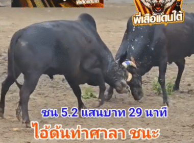 คลิปวัวชนย้อนหลัง ผลการชน โหนดปิ่นเพชรอัศวินยอดมีชัย (ขวานทอง) VS โหนดงามแก้วทับทิม (อ้ายด้นท่าศาลา)