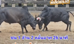 คลิปวัวชนย้อนหลัง ผลการชน ดุกด้างแซมเพชรแสนเหลี่ยม (ท่านแบ้) VS นิลงามสิงห์เสริมทรัพย์ (กาดำ)