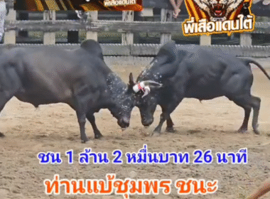 คลิปวัวชนย้อนหลัง ผลการชน ดุกด้างแซมเพชรแสนเหลี่ยม (ท่านแบ้) VS นิลงามสิงห์เสริมทรัพย์ (กาดำ)
