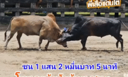 คลิปวัวชนย้อนหลัง ผลการชน ลังสาดใจเด็ดยอดมีชัย VS โหนดเจ้าสัวน้อยร้อยท่า