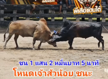 คลิปวัวชนย้อนหลัง ผลการชน ลังสาดใจเด็ดยอดมีชัย VS โหนดเจ้าสัวน้อยร้อยท่า