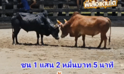 คลิปวัวชนย้อนหลัง ผลการชน ดุกด้างเพชรสี่ทิศ VS แดงงามลูกแซมเจ้าพระยา (แดงดื้อ)