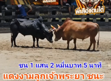 คลิปวัวชนย้อนหลัง ผลการชน ดุกด้างเพชรสี่ทิศ VS แดงงามลูกแซมเจ้าพระยา (แดงดื้อ)