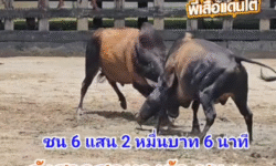คลิปวัวชนย้อนหลัง ผลการชน โคลังสาดสุดทางรักสิงห์เขาค่าย VS โคโหนดอัศวินสิงห์ราชา (คุณลำไย)