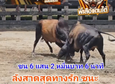 คลิปวัวชนย้อนหลัง ผลการชน โคลังสาดสุดทางรักสิงห์เขาค่าย VS โคโหนดอัศวินสิงห์ราชา (คุณลำไย)