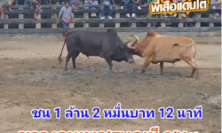 คลิปวัวชนย้อนหลัง ผลการชน โหนดงามหนึ่งสยาม (ไอ้ผึ้งหลวง) VS ขาวงามเพชรบุญมี (ยิปมัน)