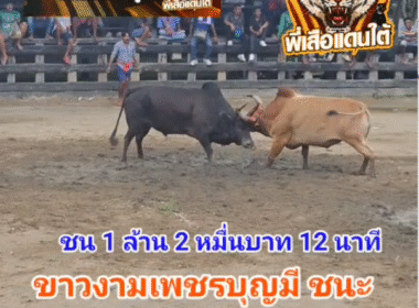 คลิปวัวชนย้อนหลัง ผลการชน โหนดงามหนึ่งสยาม (ไอ้ผึ้งหลวง) VS ขาวงามเพชรบุญมี (ยิปมัน)