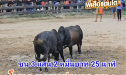 คลิปวัวชนย้อนหลัง ผลการชน โหนดงามพรอำนาจ (สายลม) VS โหนดเทพพิชัยยุทธ (ลูกโหนด)