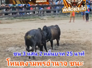 คลิปวัวชนย้อนหลัง ผลการชน โหนดงามพรอำนาจ (สายลม) VS โหนดเทพพิชัยยุทธ (ลูกโหนด)