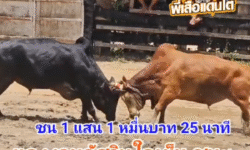 คลิปวัวชนย้อนหลัง ผลการชน แดงงามอัศวินใจเย็น (เซเว่น) VS โหนดหลังขาวแชมพยัคฆ์ร้ายก้องเกียรติเล็ก (ขุนช้าง)