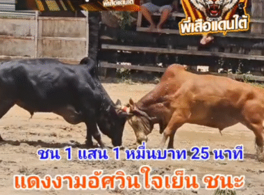 คลิปวัวชนย้อนหลัง ผลการชน แดงงามอัศวินใจเย็น (เซเว่น) VS โหนดหลังขาวแชมพยัคฆ์ร้ายก้องเกียรติเล็ก (ขุนช้าง)