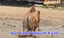 8ลิปวัวชนย้อนหลัง ผลการชน แดงงามศาสตราวุธ (นักรบขาว) VS ขาวยอดแสงอาทิตย์