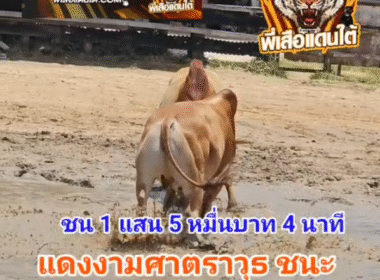 8ลิปวัวชนย้อนหลัง ผลการชน แดงงามศาสตราวุธ (นักรบขาว) VS ขาวยอดแสงอาทิตย์