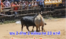 คลิปวัวชนย้อนหลัง ผลการชน นิลท้องลายเพชรพลายงาม (ลูกนิล) VS ลังสาดเทพบัณฑิตยอดพิชิตชัย (จำปา2)