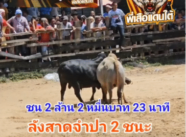คลิปวัวชนย้อนหลัง ผลการชน นิลท้องลายเพชรพลายงาม (ลูกนิล) VS ลังสาดเทพบัณฑิตยอดพิชิตชัย (จำปา2)
