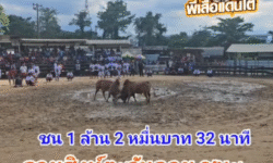 คลิปวัวชนย้อนหลัง ผลการชน ลายสิงห์ตะวันฉาย (ไกรทอง) VS แดงกวินท์ณรงค์ฤทธิ์ (แดงน้อยเพชฌฆาต)