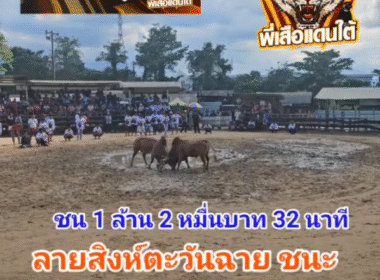 คลิปวัวชนย้อนหลัง ผลการชน ลายสิงห์ตะวันฉาย (ไกรทอง) VS แดงกวินท์ณรงค์ฤทธิ์ (แดงน้อยเพชฌฆาต)