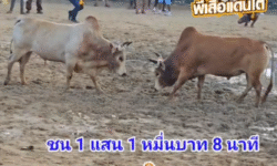 คลิปวัวชนย้อนหลัง ผลการชน แดงงามเพชฌฆาตจอมราวี (คิมม่อน) VS ขาวแพรเงิน (ไอ้หมูด)