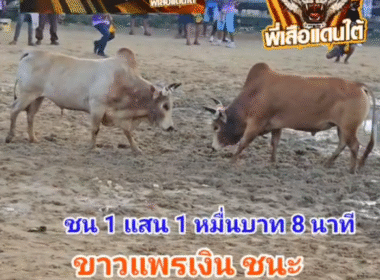 คลิปวัวชนย้อนหลัง ผลการชน แดงงามเพชฌฆาตจอมราวี (คิมม่อน) VS ขาวแพรเงิน (ไอ้หมูด)