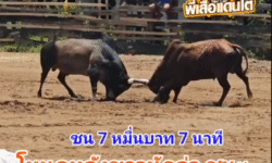 คลิปวัวชนย้อนหลัง ผลการชน โหนดหลังขาวนักล่าห้าพลัง (เพชรน้ำหนึ่งทายาทหัวหมอน)  VS ลันดายอดเพชร (ไอ้ลูกติด)