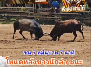 คลิปวัวชนย้อนหลัง ผลการชน โหนดหลังขาวนักล่าห้าพลัง (เพชรน้ำหนึ่งทายาทหัวหมอน)  VS ลันดายอดเพชร (ไอ้ลูกติด)
