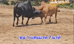 คลิปวัวชนย้อนหลัง ผลการชน ดุกด้างพยัคฆ์ร้ายเอกราชา  VS  แดงงามเพชรแสนเหลี่ยม