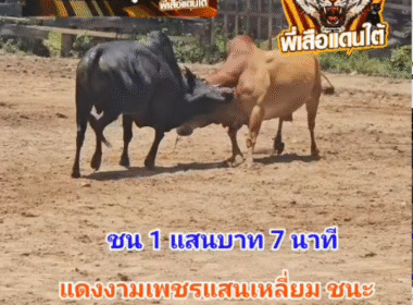 คลิปวัวชนย้อนหลัง ผลการชน ดุกด้างพยัคฆ์ร้ายเอกราชา  VS  แดงงามเพชรแสนเหลี่ยม