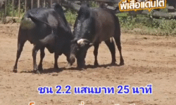 คลิปวัวชนย้อนหลัง ผลการชน โหนดงามเพิ่มพลูทรัพย์ (ไอ้ลูกช้าง)  VS ดุกด้างเพชรรุ่งเรือง (ไอ้กวาง)