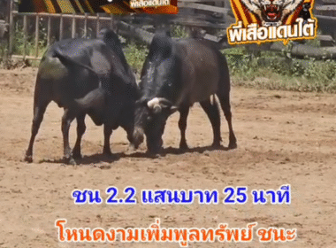 คลิปวัวชนย้อนหลัง ผลการชน โหนดงามเพิ่มพลูทรัพย์ (ไอ้ลูกช้าง) VS ดุกด้างเพชรรุ่งเรือง (ไอ้กวาง)