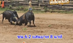 คลิปวัวชนย้อนหลัง ผลการชน โหนดลูกรักยอดพยัคฆ์แสนเหลี่ยม (เจ้าคุณ)  VS  โหนดทรัพย์รุ่งเรือง ช.รุ่งวิวัฒน์