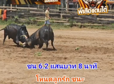 คลิปวัวชนย้อนหลัง ผลการชน โหนดลูกรักยอดพยัคฆ์แสนเหลี่ยม (เจ้าคุณ)  VS  โหนดทรัพย์รุ่งเรือง ช.รุ่งวิวัฒน์