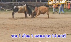 คลิปวัวชนย้อนหลัง ผลการชน ลังสาดลายงามเพชรแสนชัย (สายฟ้า)  VS  ขาวงามสามจังหวัด