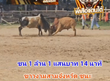 คลิปวัวชนย้อนหลัง ผลการชน ลังสาดลายงามเพชรแสนชัย (สายฟ้า)  VS  ขาวงามสามจังหวัด