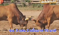 คลิปวัวชนย้อนหลัง ผลการชน ขาวงามราชสีห์พยัคฆ์แสนเหลี่ยม (ไอ้แสน)  VS แดงงามราชสีห์ขนทอง (ลูกเทพ)