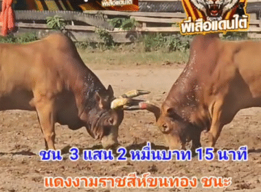 คลิปวัวชนย้อนหลัง ผลการชน ขาวงามราชสีห์พยัคฆ์แสนเหลี่ยม (ไอ้แสน)  VS แดงงามราชสีห์ขนทอง (ลูกเทพ)