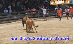 คลิปวัวชนย้อนหลัง ผลการชน ลังสาดท้องลายมนตาซีร์ (หลานย่า) VS ขาวเพชรใหม่
