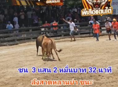 คลิปวัวชนย้อนหลัง ผลการชน ลังสาดท้องลายมนตาซีร์ (หลานย่า) VS ขาวเพชรใหม่