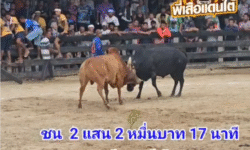 คลิปวัวชนย้อนหลัง ผลการชน นิลงามจอมโหดเล็ก (เจ้าปานเพชร) VS แดงบารมียอดมีชัย (โพธิ์น้อย)