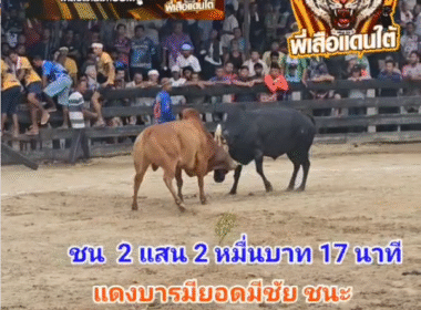 คลิปวัวชนย้อนหลัง ผลการชน นิลงามจอมโหดเล็ก (เจ้าปานเพชร) VS แดงบารมียอดมีชัย (โพธิ์น้อย)