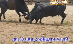 คลิปวัวชนย้อนหลัง ผลการชน โหนดวิชาดาราด่านนอก (แจ๊คค็อก) VS  ดุกด้างทวีทรัพย์