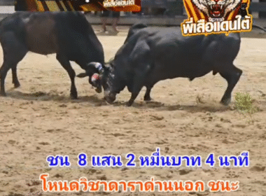 คลิปวัวชนย้อนหลัง ผลการชน โหนดวิชาดาราด่านนอก (แจ๊คค็อก) VS  ดุกด้างทวีทรัพย์