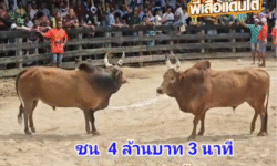 คลิปวัวชนย้อนหลัง ผลการชน แดงเทวาเพชรนำชัย (ริดดิก) VS ลังสาดอัศวินยอดแก่นเพชร (ด่วนเป๋)