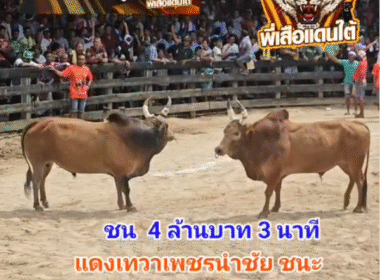 คลิปวัวชนย้อนหลัง ผลการชน แดงเทวาเพชรนำชัย (ริดดิก) VS ลังสาดอัศวินยอดแก่นเพชร (ด่วนเป๋)