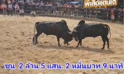 คลิปวัวชนย้อนหลัง ผลการชน นิลเพชรตะวันฉาย (สำออย) VS ดุกด้างแสนเชิงเล็กพยัคฆ์นำชัยขวัญใจโล่ทองคำ