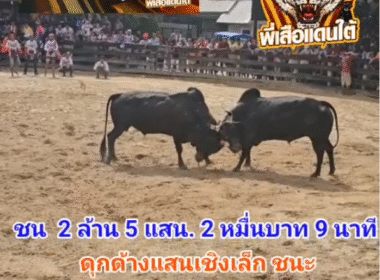 คลิปวัวชนย้อนหลัง ผลการชน นิลเพชรตะวันฉาย (สำออย) VS ดุกด้างแสนเชิงเล็กพยัคฆ์นำชัยขวัญใจโล่ทองคำ