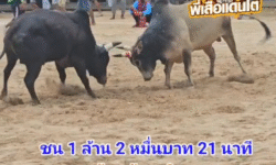 คลิปวัวชนย้อนหลัง ผลการชน ลังสาดแสนดีมั่งมีทรัพย์ (พลอยชมพู) VS ดุกด้างเจ้าภาคินพยัคฆ์พิชิตชัย (ไอลูกดำ)