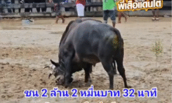 คลิปวัวชนย้อนหลัง ผลการชน โคลังสาดงามเหนือปฐพีจอมลีลา (คลาสสิค) VS โคโหนดนเรศวร (เจ้าเมือง)